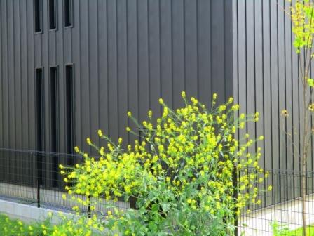 ローコスト住宅のガルバリウム鋼板の外壁